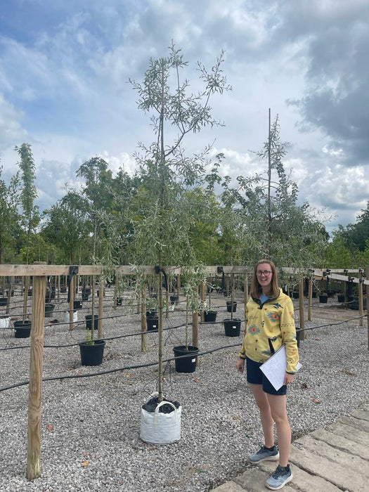 Pyrus salicifolia Pendula Heavy Standard 8/10cm Girth