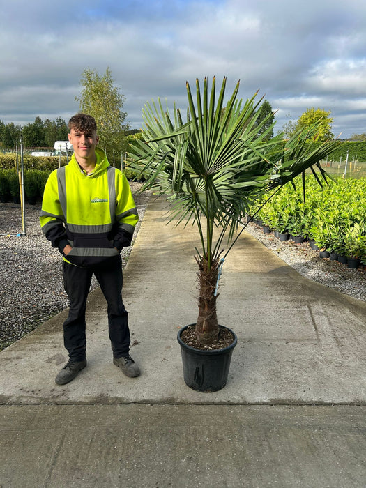 Trachycarpus Fortunei 35 Litre Pot 50/60cm Trunk