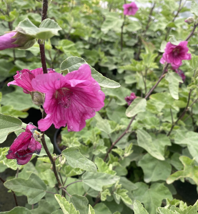 Lavatera Red Rum 3 Litre Pot