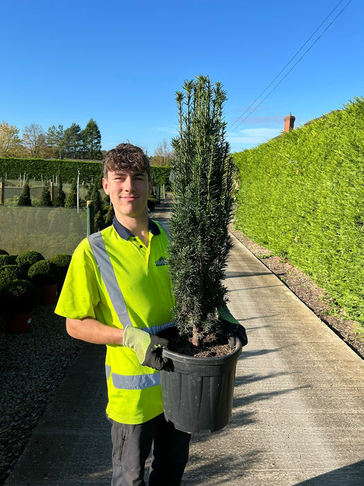 Yew Fastigiata Robusta 15 Litre Pot 80-100cm