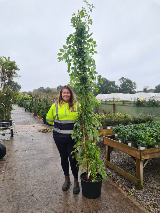 Campsis Golden Trumpet 20 Litre 220/240cm Tall