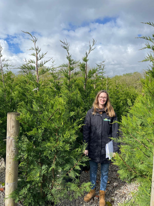 Leylandii Hedging 15 Litre Pot  180/200cm