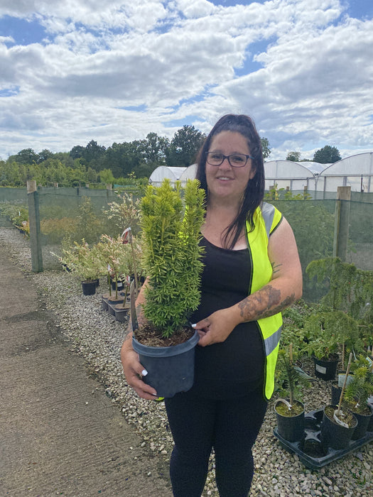 Taxus Baccata David 3 Litre Pot