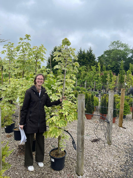 Acer Platanoides Drummondii 15 Litre Pot