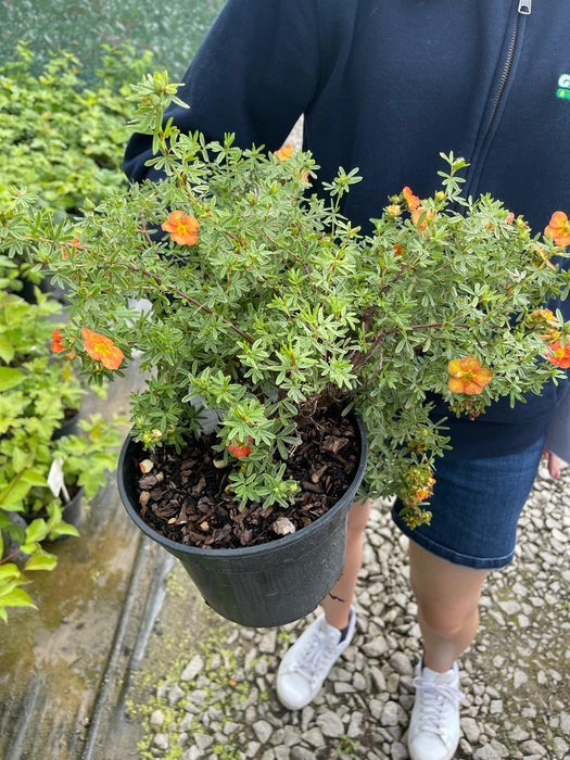 Potentilla Red Ace 3 Litre Pot