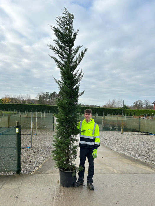 Green Leylandii Hedging 35 Litre Pot 3 - 3.5 Metre