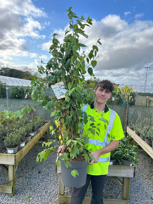 Philadelphus Belle Etoile 12 Litre Pot 100/125cm