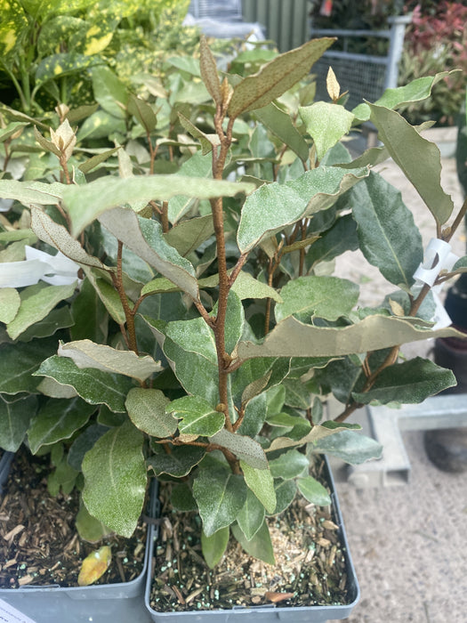 Elaeagnus x Ebbingei Compacta 2 Litre Pot