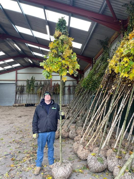 Acer Platanoides Globosum 12/14cm G 2.2m Stem