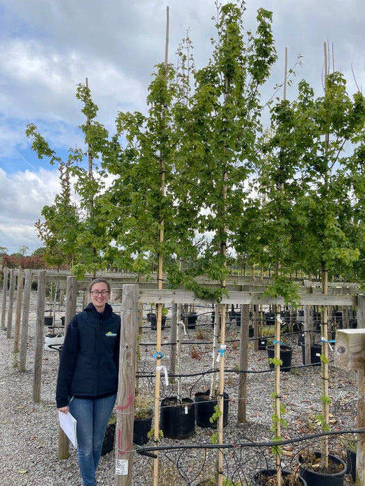 Acer campestre Elsrijk Standard 6-8cm Girth Pot Grown