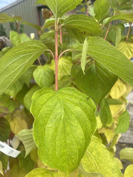 Cornus Magic Flame 4.5 Litre Pot