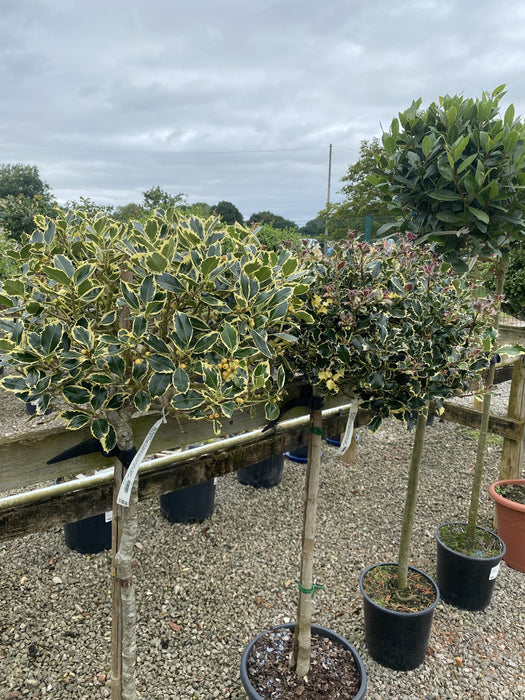 Ilex A. Argentea Marginata 15 Litre Pot 1/2 Standard