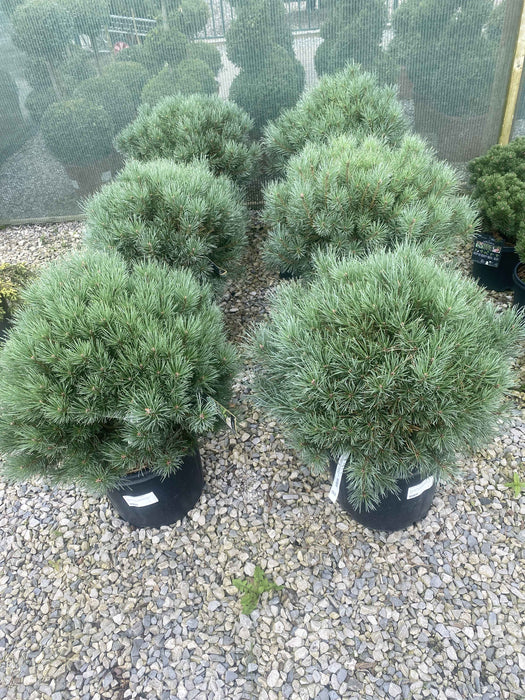 Pinus Sylvestris Watereri 18 Litre Pot