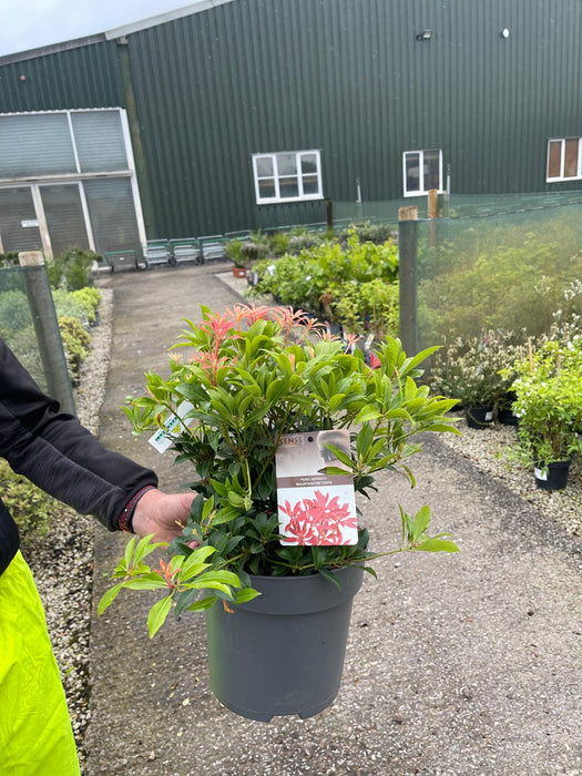 Pieris Mountain Fire 5 Litre Pot