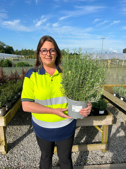 Rosmarinus Officinalis 4 Litre Pot