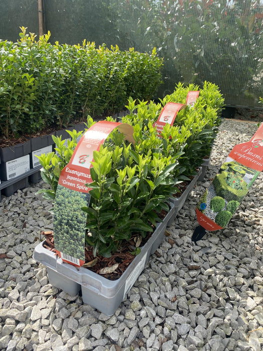 Euonymus Jap. Green Spire  X 6 Plant Pack