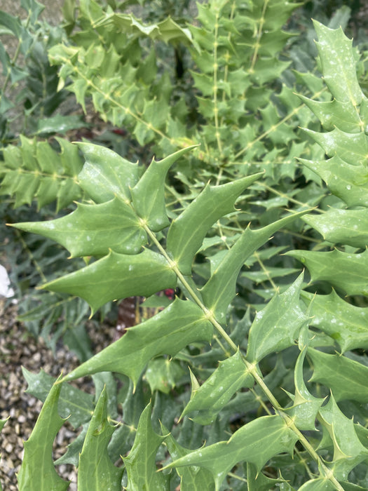 Mahonia media Winter Sun 4.5 Litre Pot