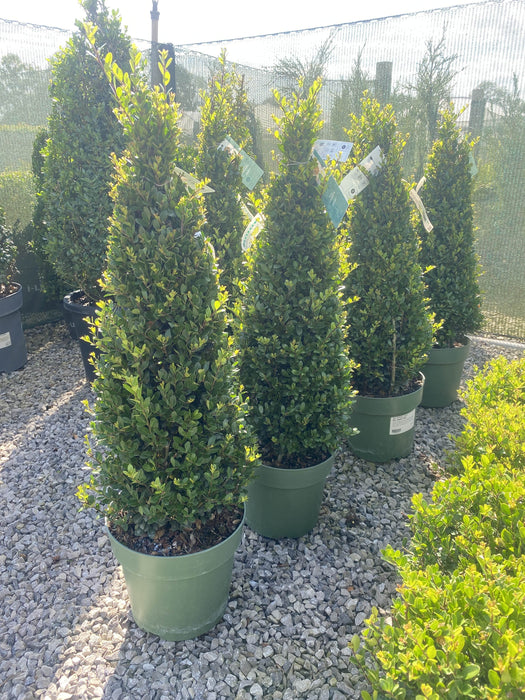 Ilex Crenata Jenny Cone 4 Litre Pot 55cm