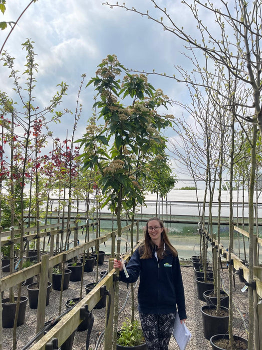 Sorbus Aucu. Fastigiata Full Standard 8 cm Girth 35 Litre