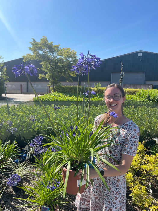 Agapanthus Poppin Midnight 5 Litre Pot