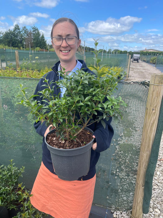 Osmanthus Burkwoodii 5 Litre Pot