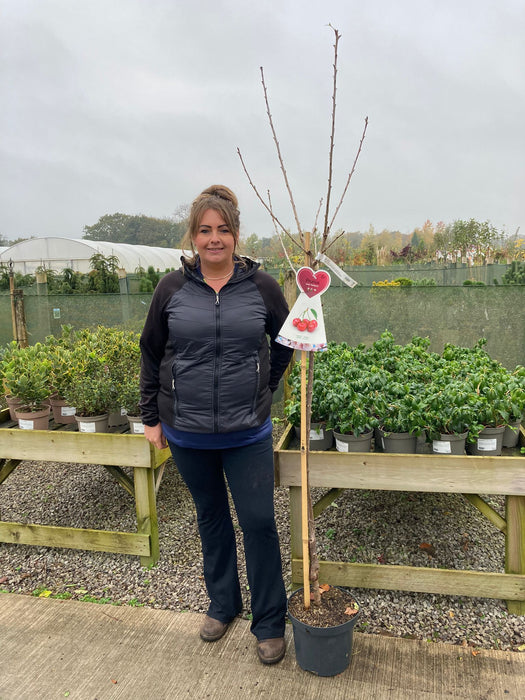 Cherry Sunburst 7.5 Litre Pot Half Standard