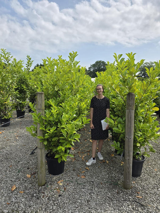 Cherry Laurel Hedging 35 Litre Pot 180/190cm