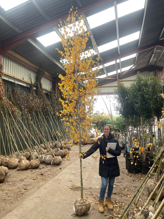 Betula Pendula Rootballed 8/10cm Heavy Girth