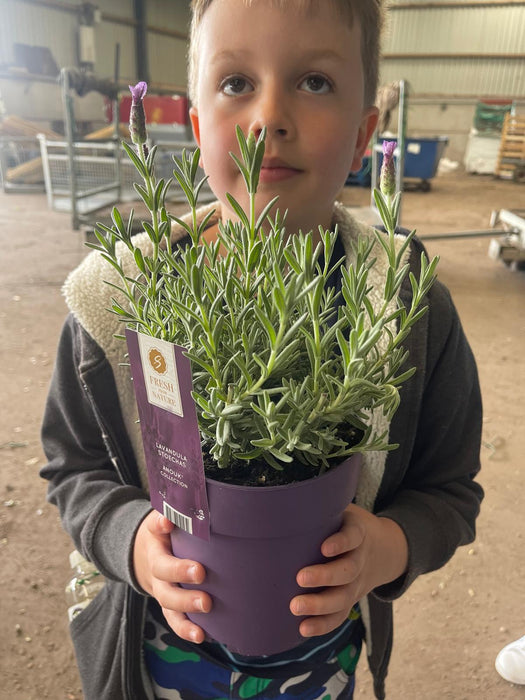 Lavender st.Anouk 1.5 Litre Pot