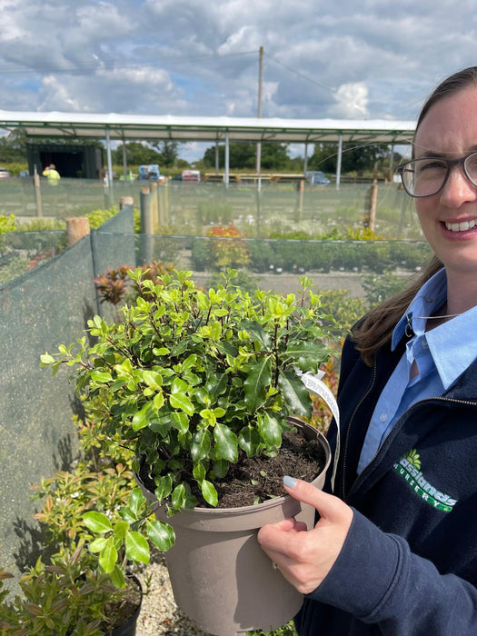 Pittosporum County Park Dwarf 5 Litre Pot