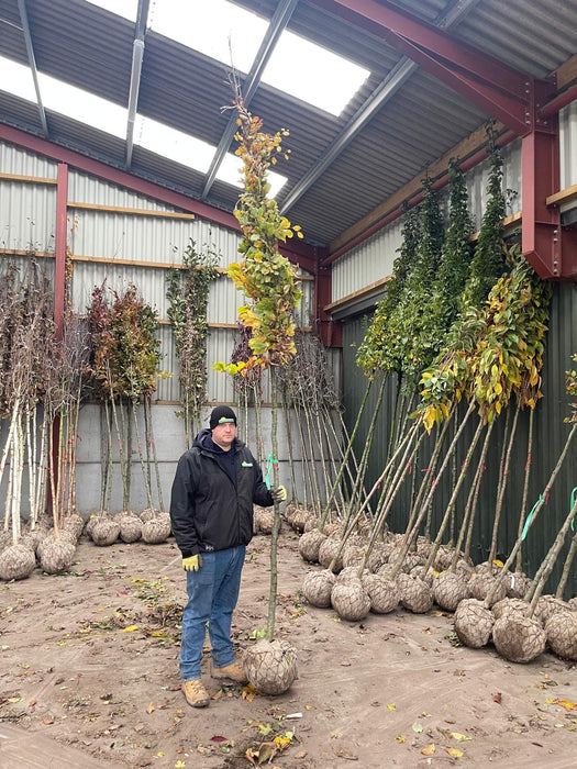 Fagus Sylvatica 10/12cm Girth Heavy Standard