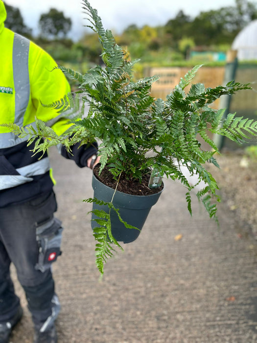 Dryopteris erythrosora Brilliance 5 Litre Pot