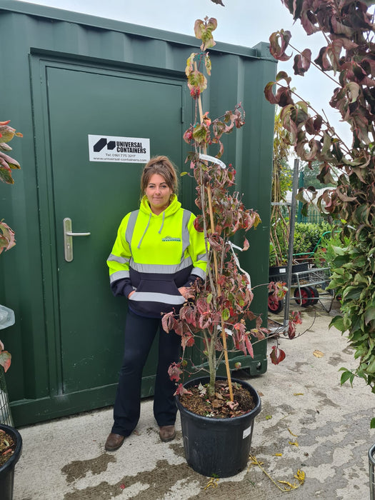 Cornus Nuttallii Eddies White Wonder 50 Litre Pot 175cm