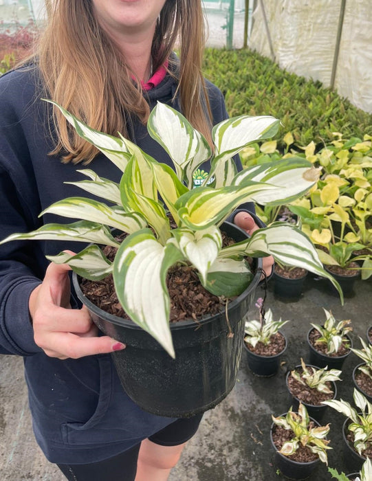 Hosta Fire and Ice 3 Litre Pot