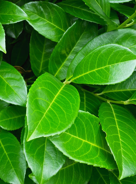 Laurel Hedging, Cherry Laurel 125/150cm Root Ball