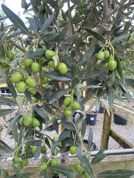 Olea Europea / Olive Tree Heavy 1/2 Standard 18 Litre Pot