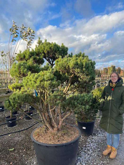 Pinus Sylvestris Watereri Bonsai