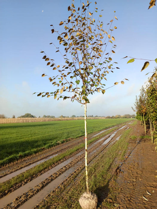 Betula Utilis Jacquemontii Rootballed 10/12cm Girth