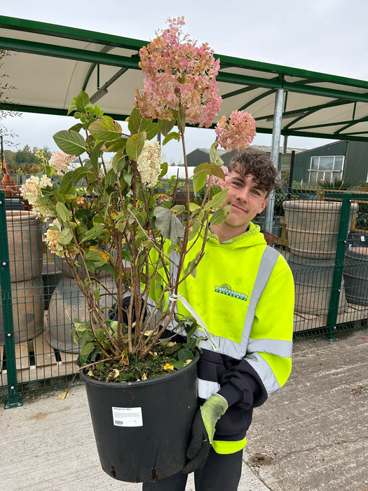 Hydrangea Paniculata Bobo 20 Litre Pot 40cm