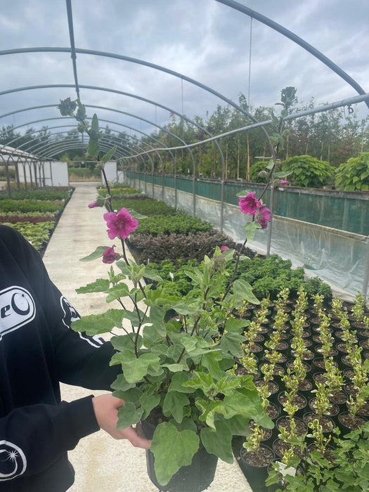 Lavatera Red Rum 3 Litre Pot