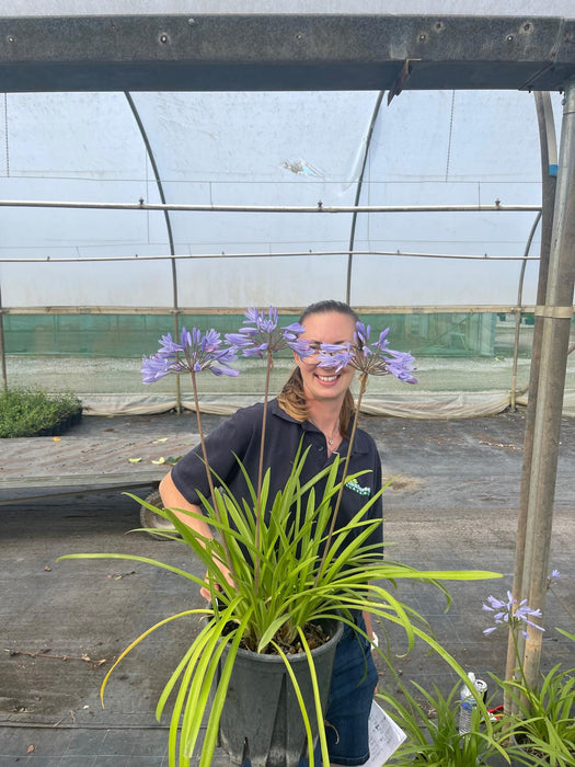 Agapanthus Pitchoune Blue 9 Litre Pot