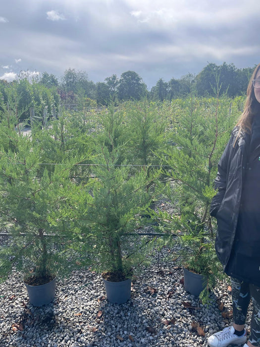 Green Leylandii Hedging 7.5 Litre Pot 120-140cm