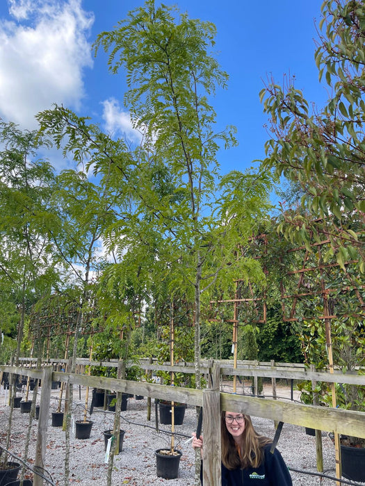 Gleditsia Tria. Skyline 8-10cm Girth 35 Litre Pot