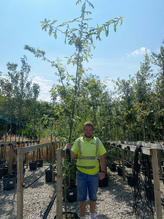 Quercus Robur Rootballed Standard 6-8cm Girth Delivery November