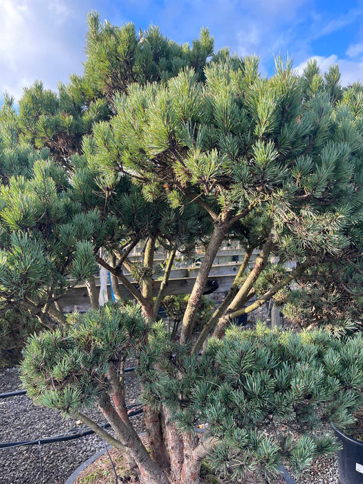 Pinus Sylvestris Watereri Bonsai