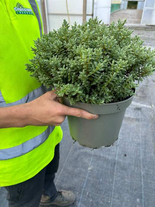 Hebe pinguifolia Sutherlandii 5 Litre Pot