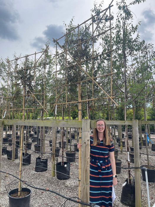 Quercus Ilex - Holm Oak Freshly Pleached 170cm ST 120cm x 120 cm Frame