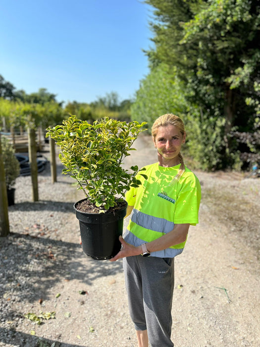 Euonymus japonicus Aurea 9 Litre Pot