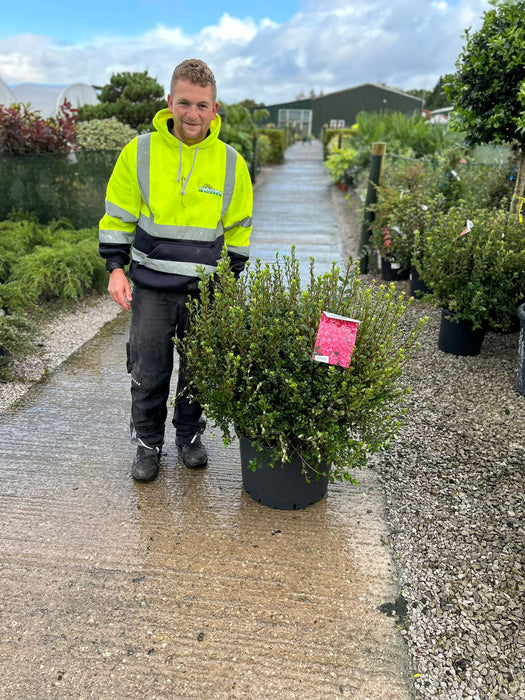 Azalea japonica Thierry 40 Litre Pot Specimen Sized