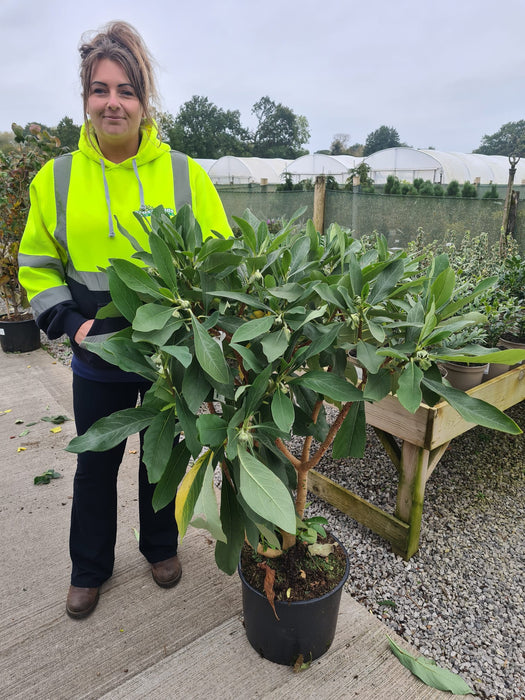 Edgeworthia Grandiflora 20 Litre Pot 110cm Tall